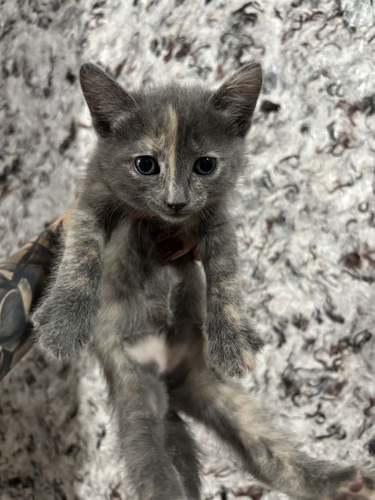 Ищут дом котята