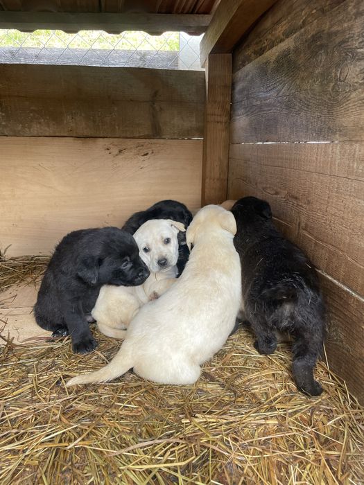Donez puiuti, mama labrador, tata metis