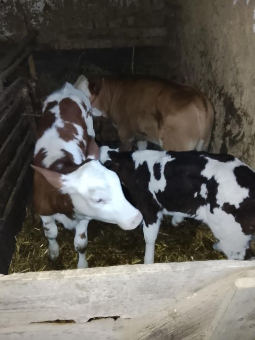 De vânzare viței de diferite marimi