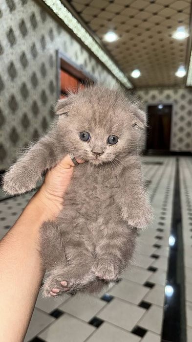 Scottish fold Liloviy okras  2 oylik Qizca
Aktiv Naturalka vlajni suxo
