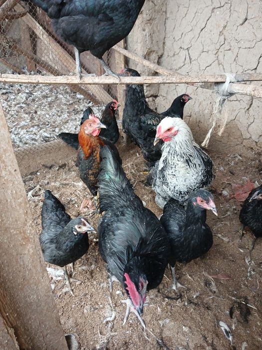 Joja xorozlar xali qichqirmagan sotiladi