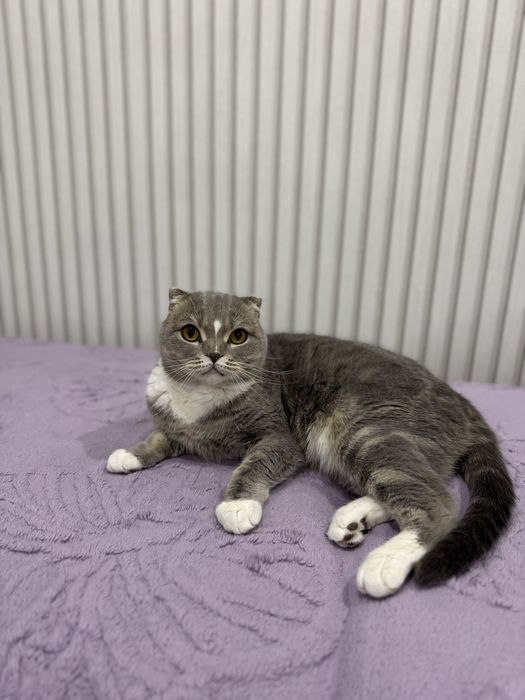 Кошка, шотландка, вислоухая 4 года