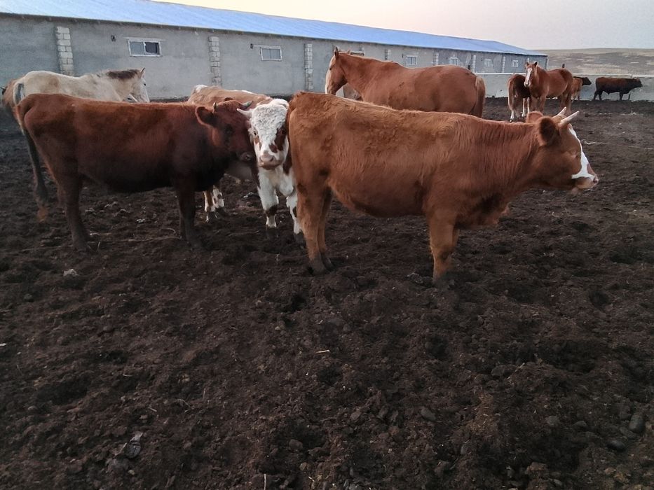 Продам телку. Кашар сатамын.