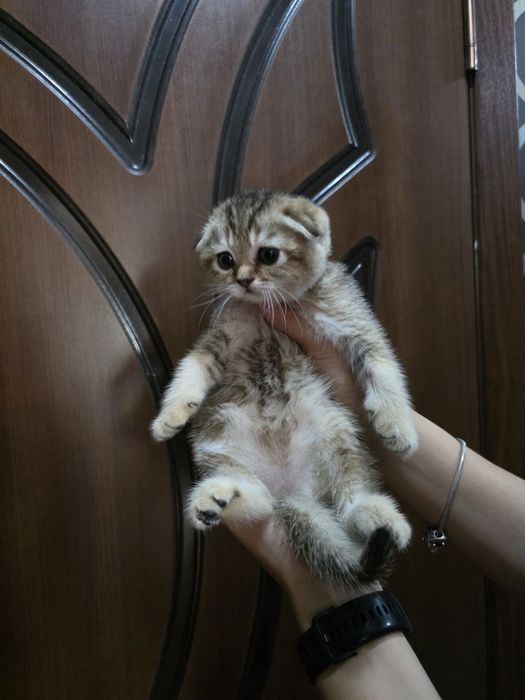 Продаются прекрасные котята