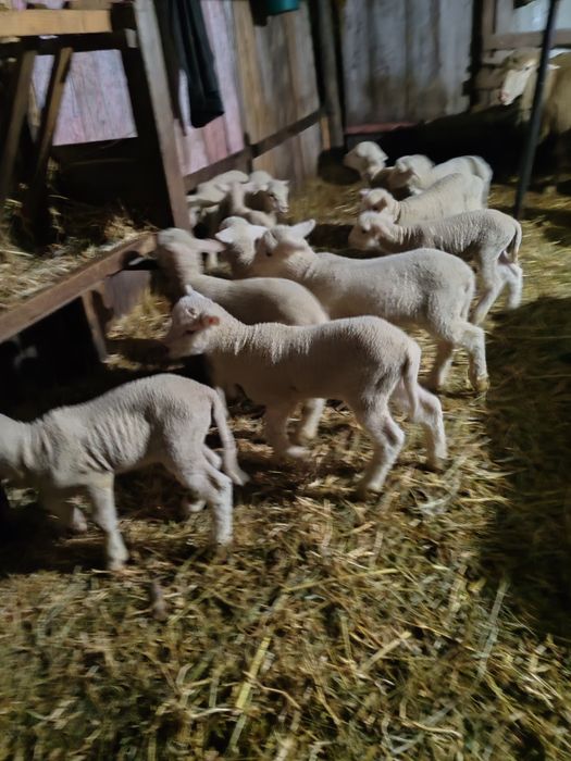 Vând 20 de oi tigai bune de ținut fătate și în curs de fătare.