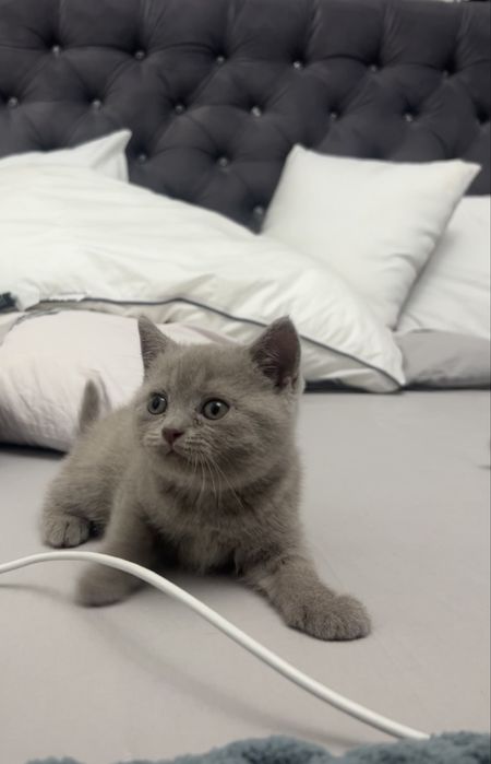 Vând pisoi din rasa British Shorthair Lila/ Fawn, motănel