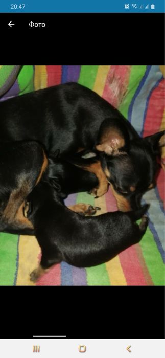 Мини той-терьер