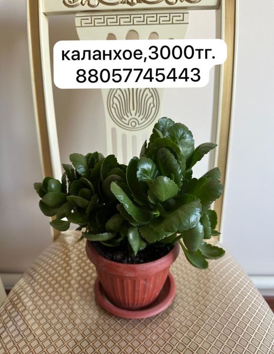 уйден осipiлген гулдер