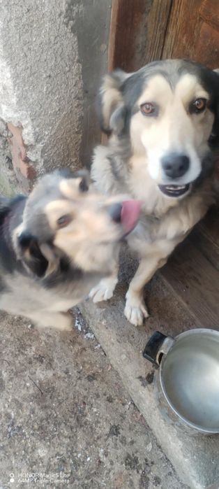 Подаряват се две прекрасни кучета -майка и дъщеря!