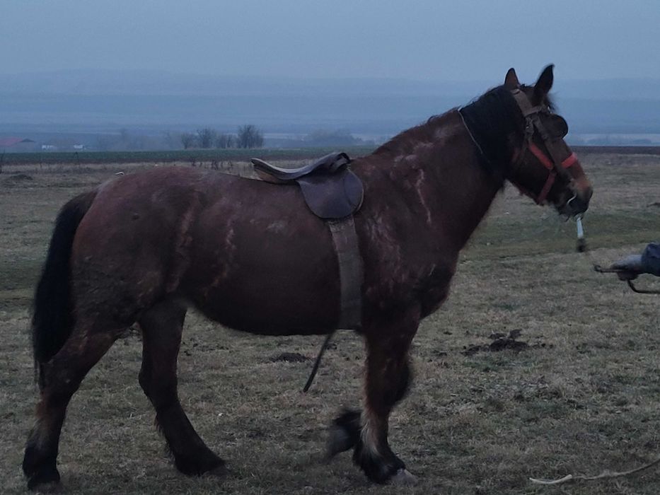 Vând iapă de 9 ani