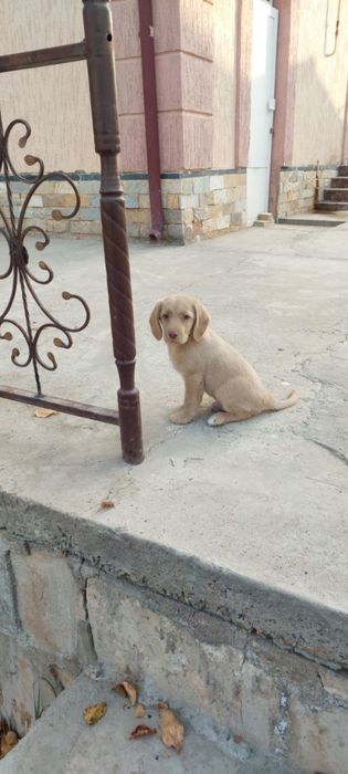 Аклли спаниель боласи сотилади