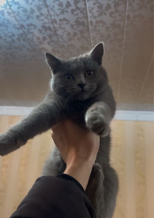 Toza britanskiy mushuk