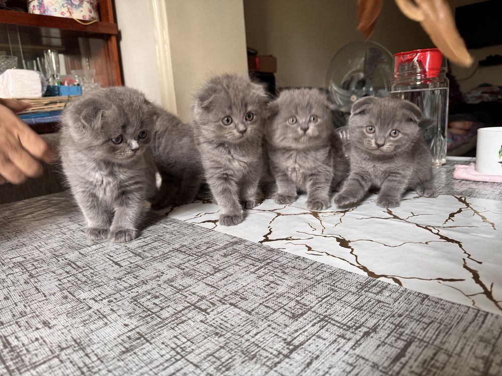чистокровные бритиш фолд котята