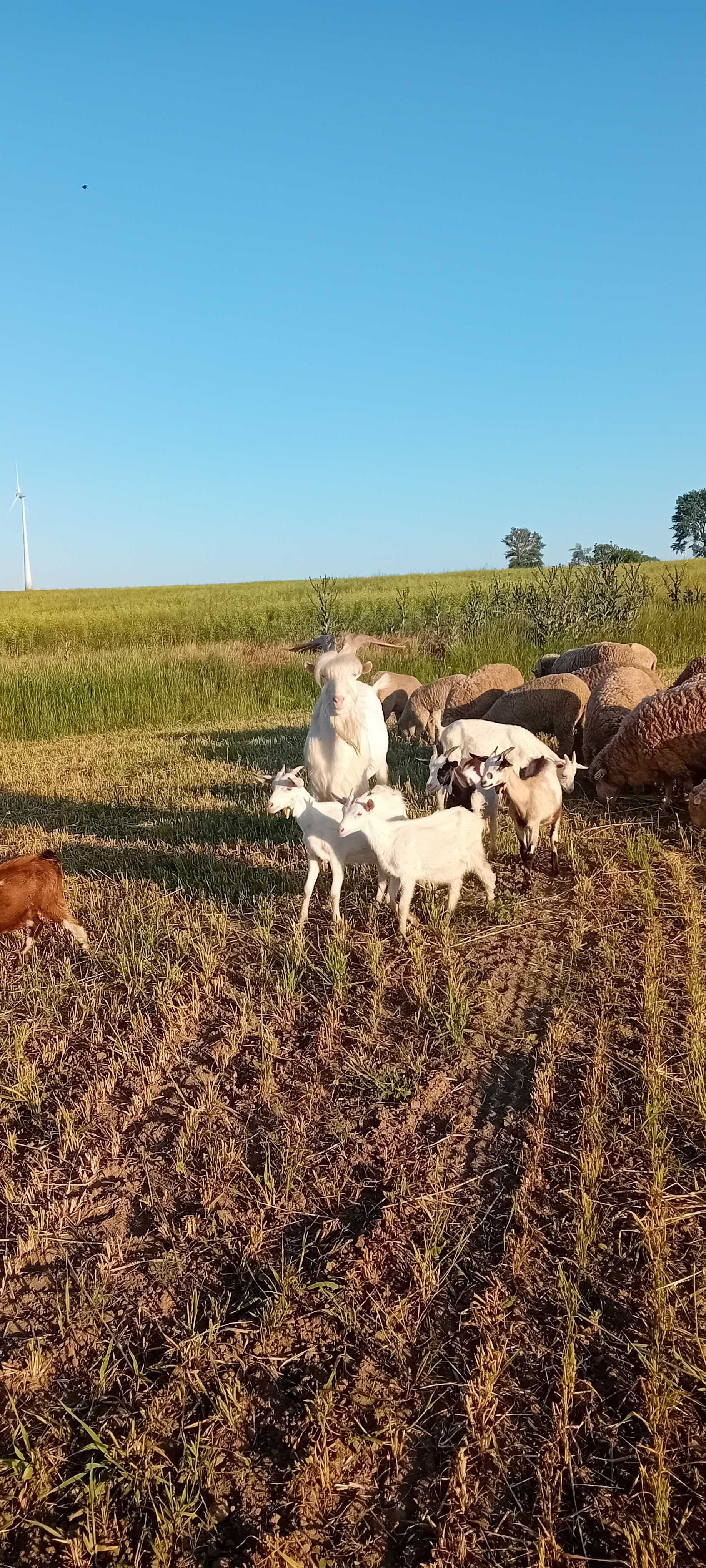 Țap saen de vanzare. Varsta 1 an si jumătate