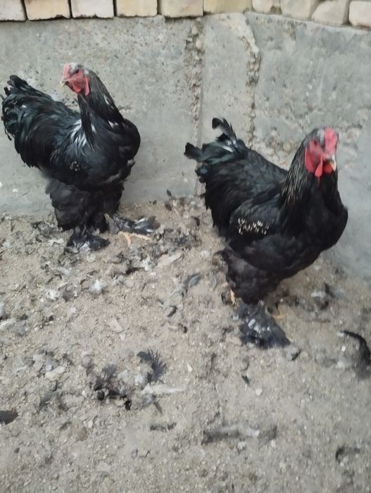 Хурозла сотилади.Брама кора.