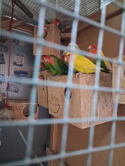 Vand 22 papagali agapornis diferite culori ,voliera ,10 cuiburi