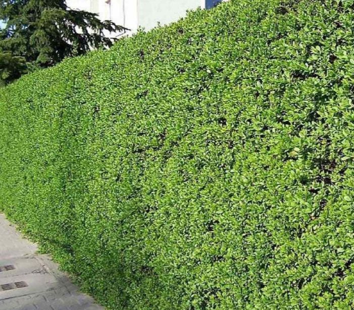 (Ligustrum vulgare) lemn cainesc pentru gard viu