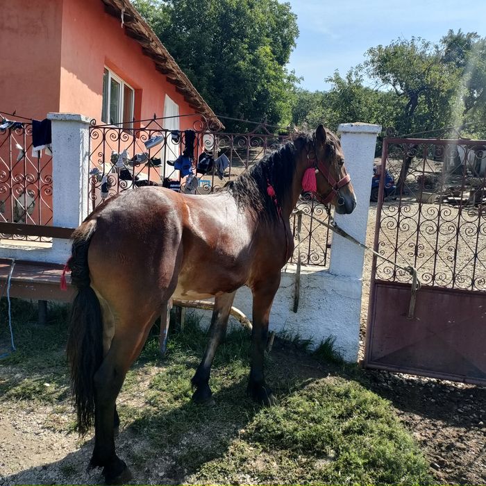 Vând sau schimb mânz de un an 1 50 la greabă