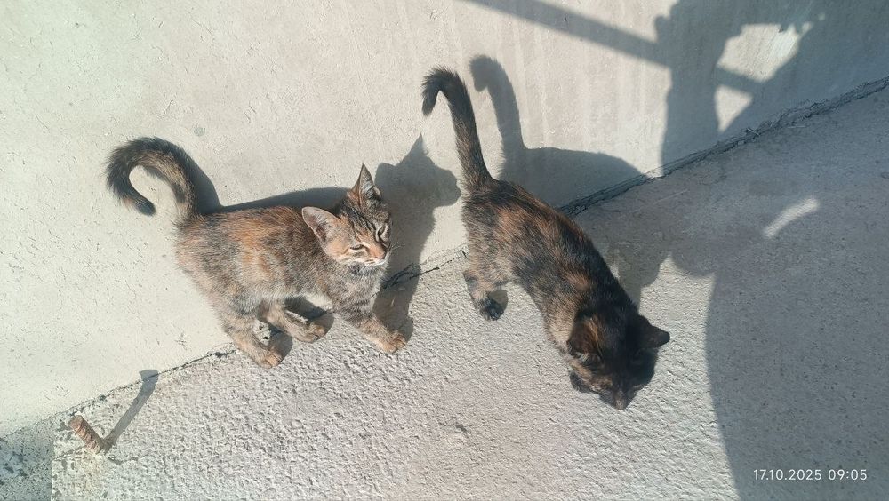 Отдам даром! Котята в хорошие руки