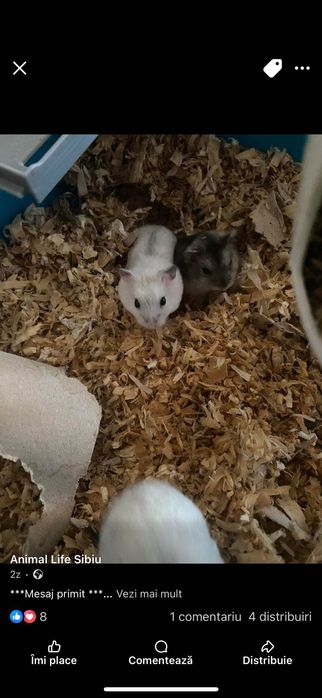 Donez pui de hamsteri blânzi și jucăuși