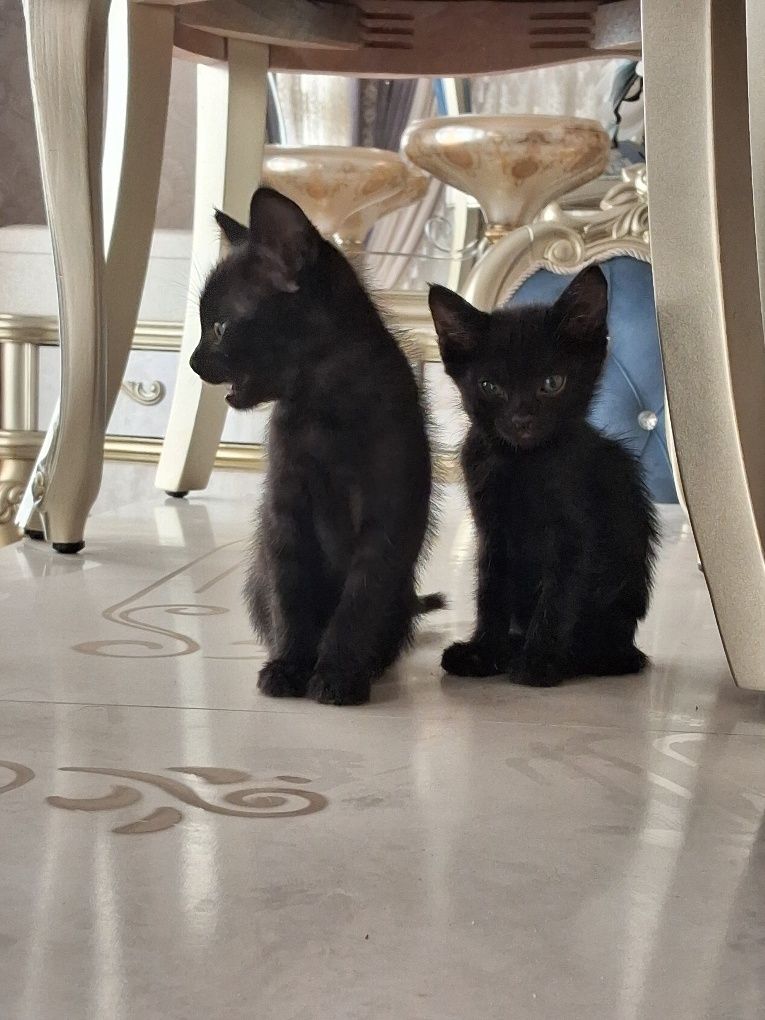 Котят в дар 2 месяца