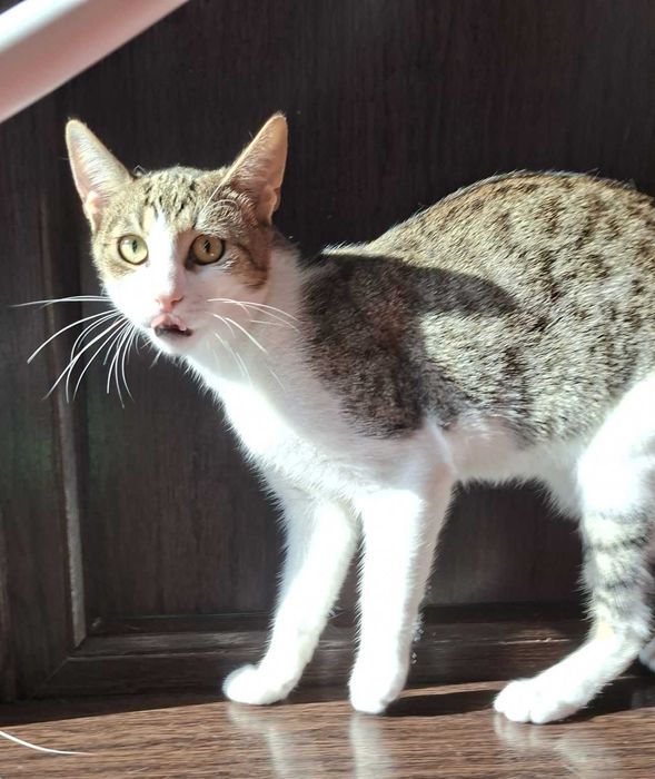 Adoptie pisica motan vargat Aladin