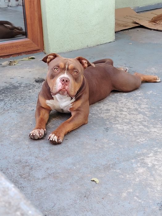 American bully top exemplar superb