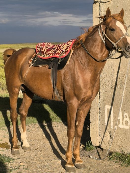 Айгыр кокпар! мощный