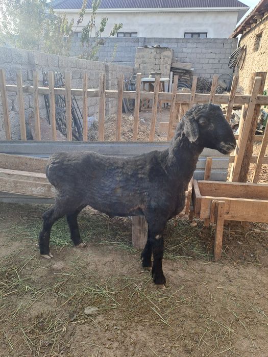 Қошқар сатылады.