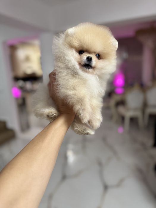 Pomeranian extra mic