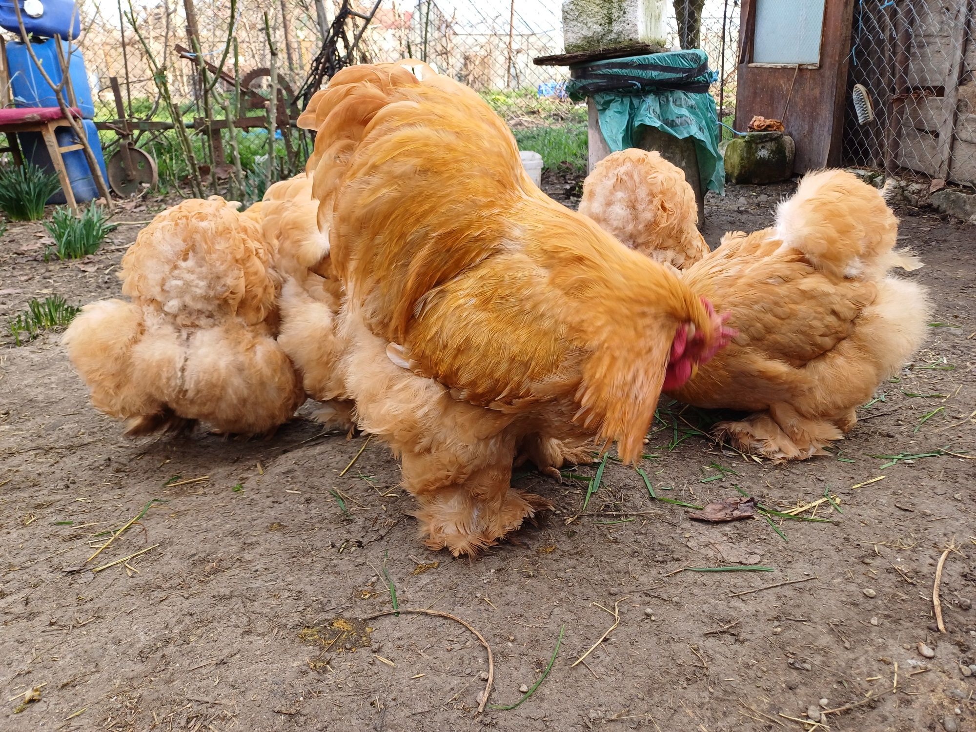 Vând  cochinchina galben talie mare
