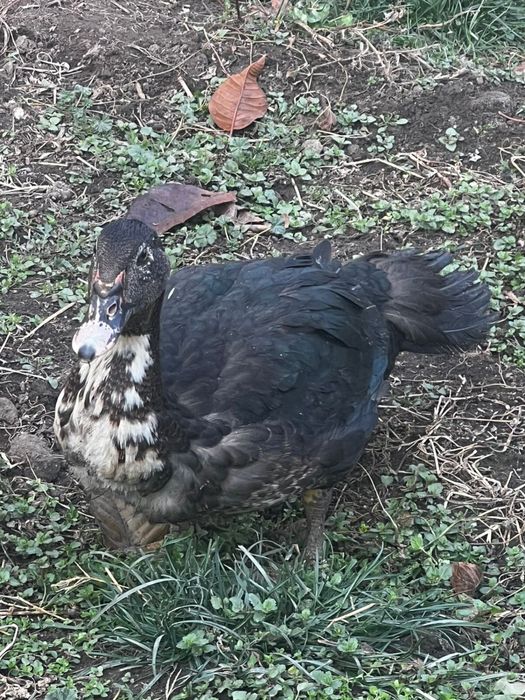 Индоутки и селезни