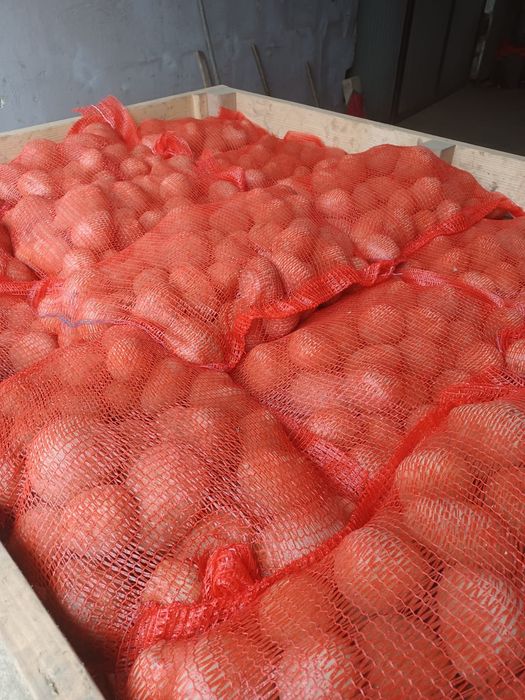 Cartofi consum ambalați la 10 kg, cantitate mare