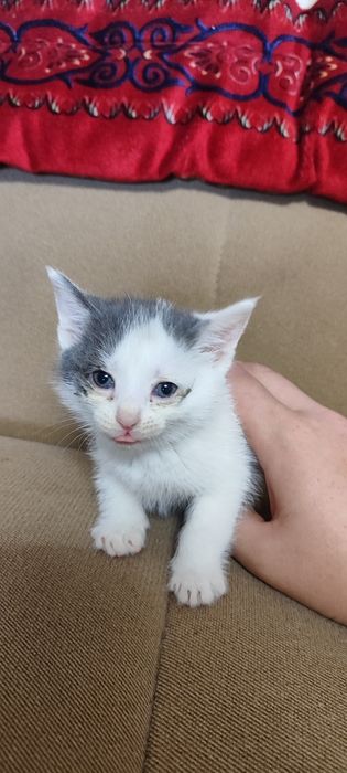 Отдам котят и их мать  в добрые руки