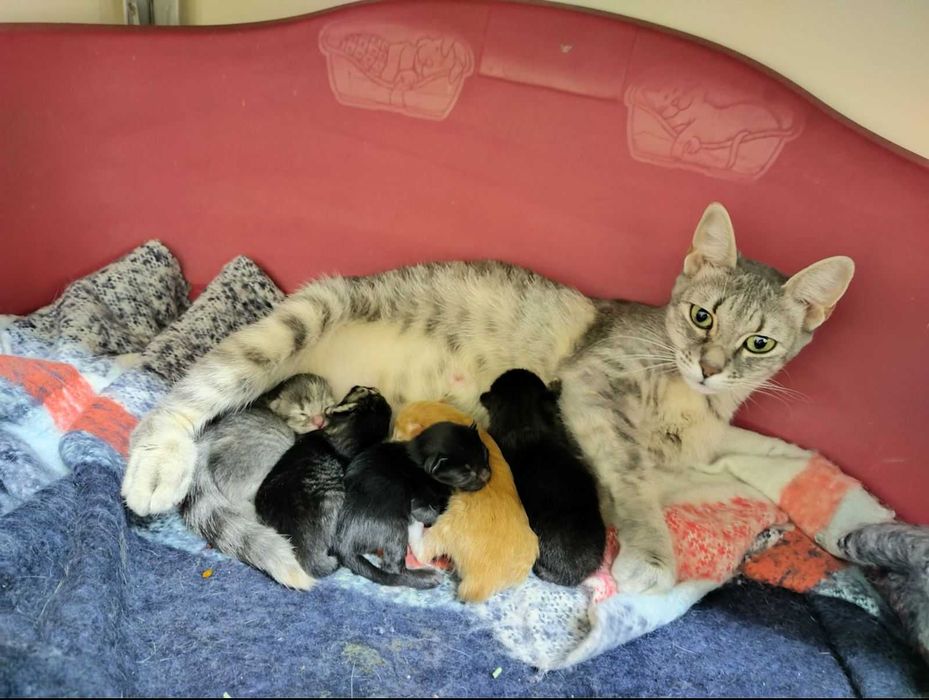 Подарявам шест прекрасни котета