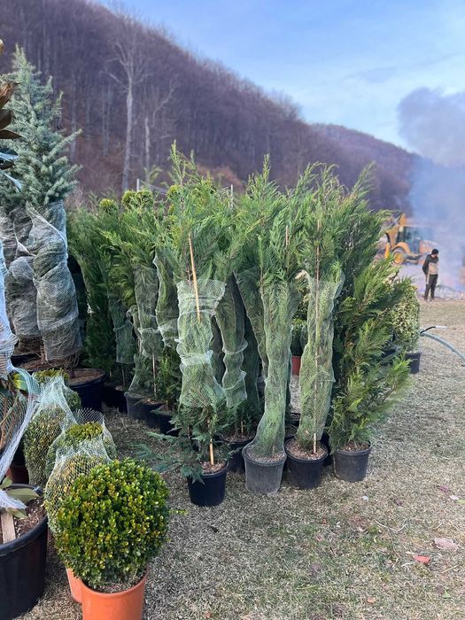 Plante ornamentale atractive pentru colțuri pline de viață