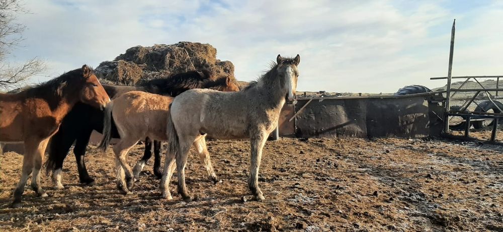 Жабағылар сатылады