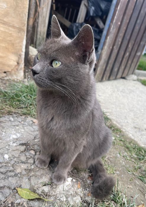 Donez pisicuță, gri, pufoasă.