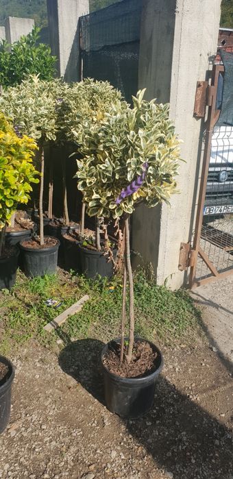 Magnolie grandiflora de mai multe dimensiuni