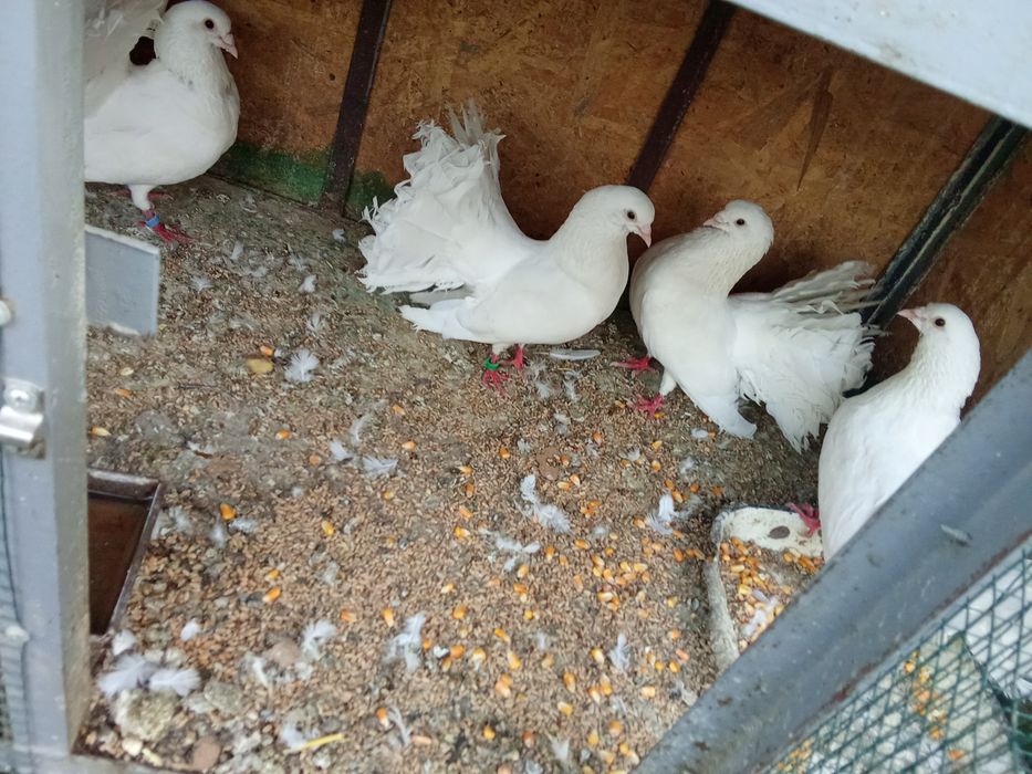 Vând porumbei sau schimb cu iepuri