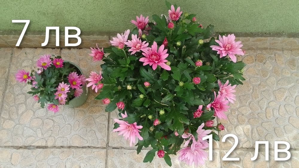 Ешеверия/Хавортия/Сансевиера/Красула/Бегония/Каланхое/Лудизия/Амарилис