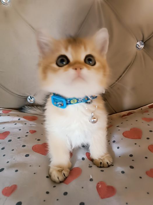 Britanskiy golden shinshila