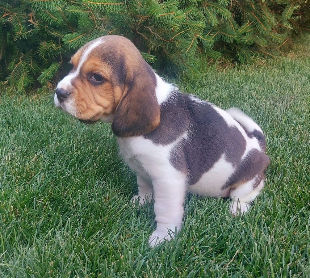 Pui beagle cu certificat pedigree