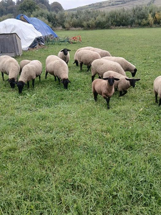 Oi suffolk de vânzare