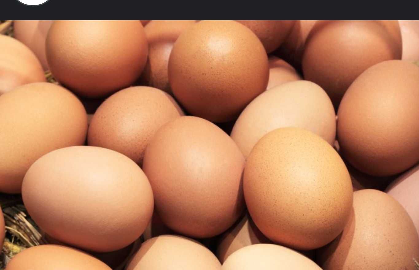 Oua de găină eco