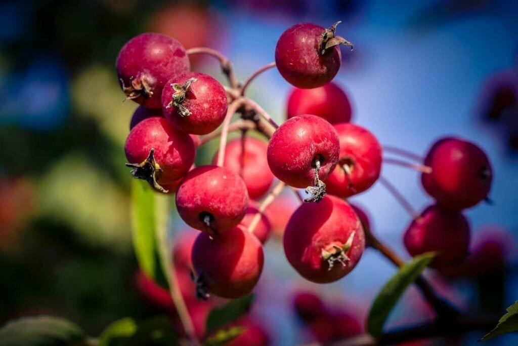 Mar deosebit (Soiul Callaway Crabapple)