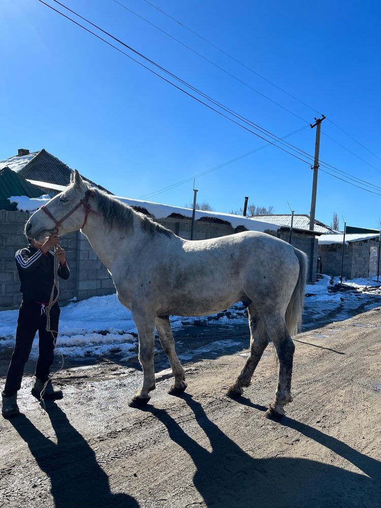 Жылқы сатам 8 жасар