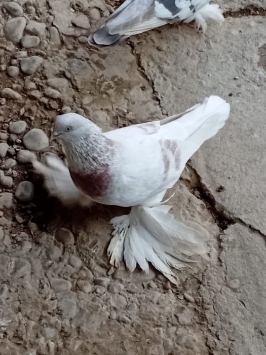 Голубы кептер лед игра, разные виды