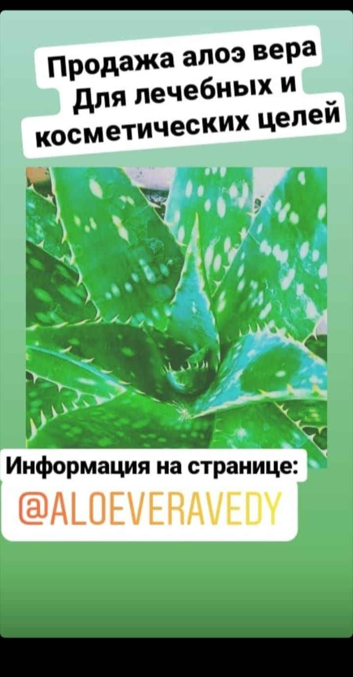 Алое для лечения