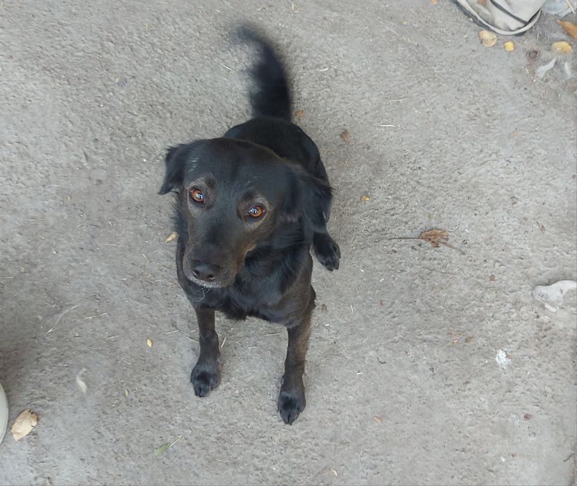 Пристраиваются молодые кобели в добрые и заботливые руки!